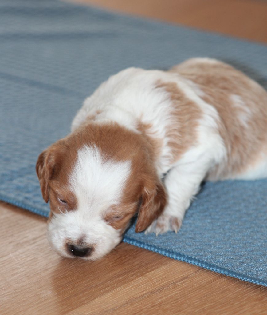 Daquilwire - Chiots disponibles - Epagneul Breton