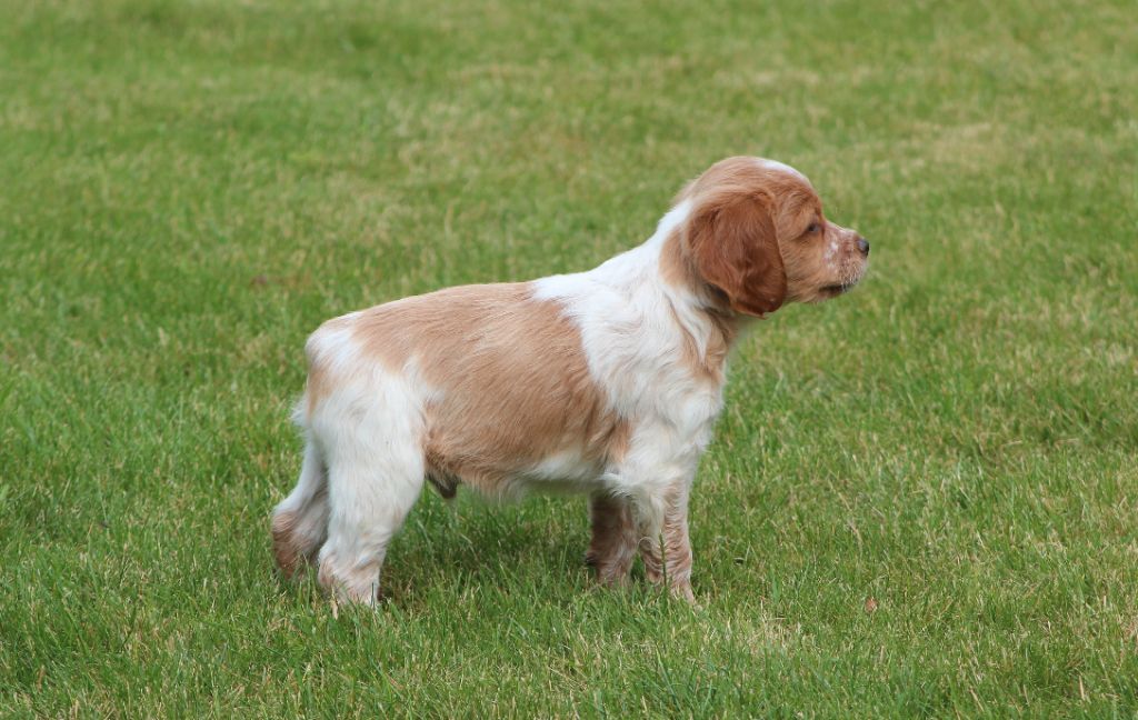 Daquilwire - Chiots disponibles - Epagneul Breton