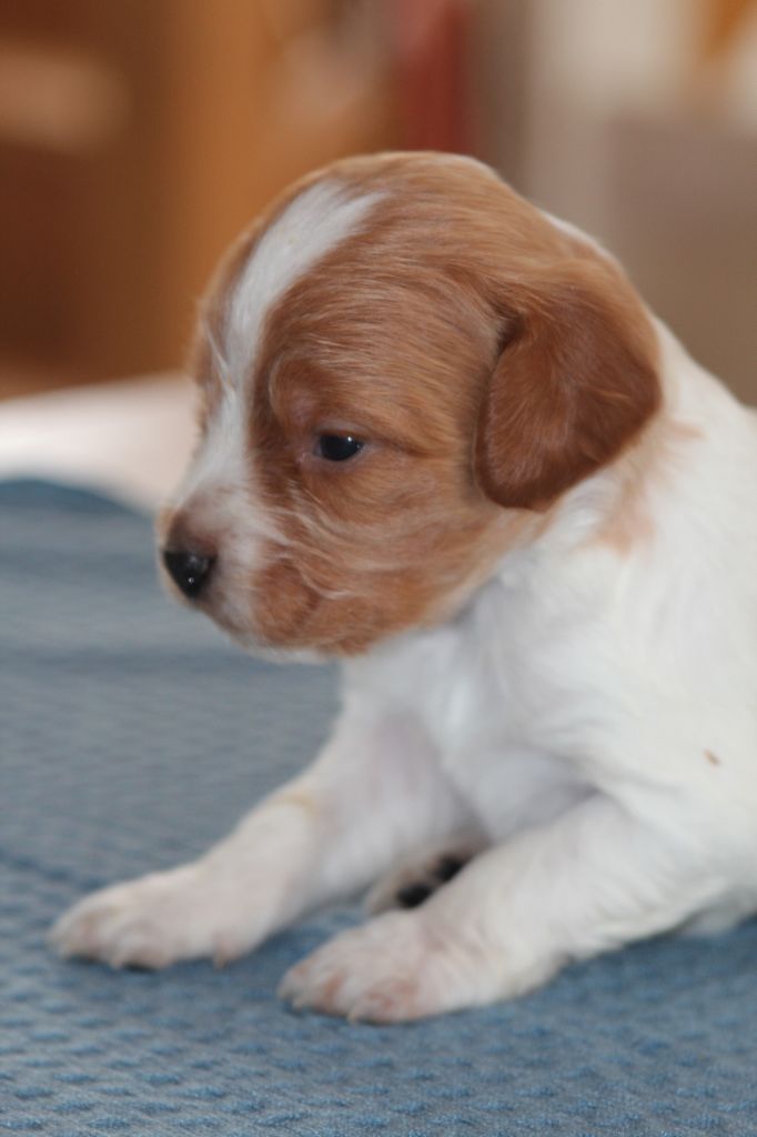 CHIOT