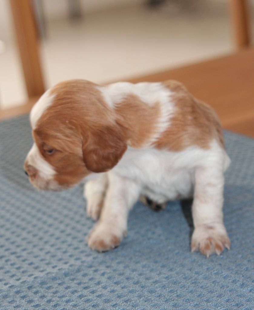 Daquilwire - Chiots disponibles - Epagneul Breton