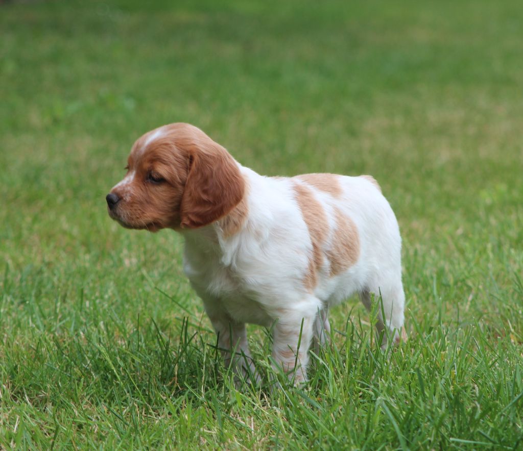 Daquilwire - Chiots disponibles - Epagneul Breton