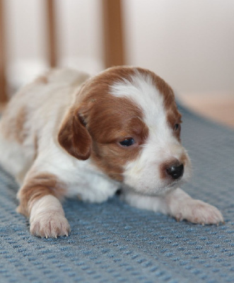 CHIOT