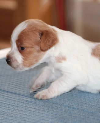 CHIOT