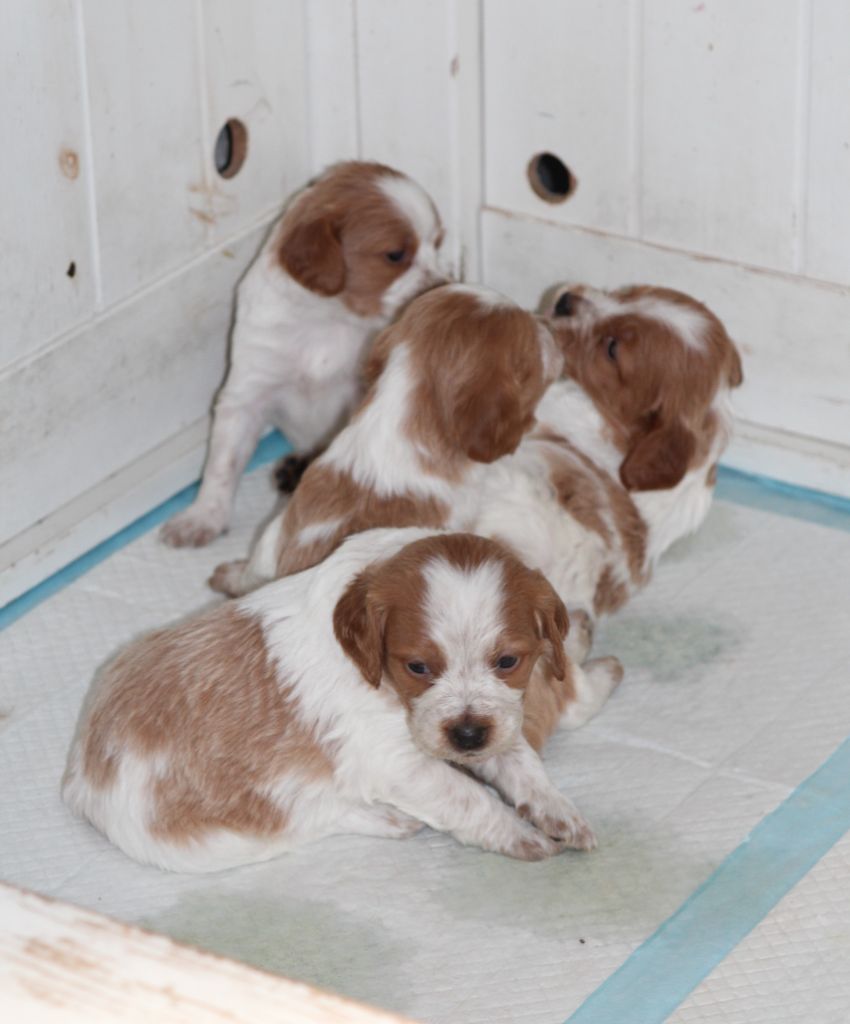 Chiot Epagneul Breton Daquilwire