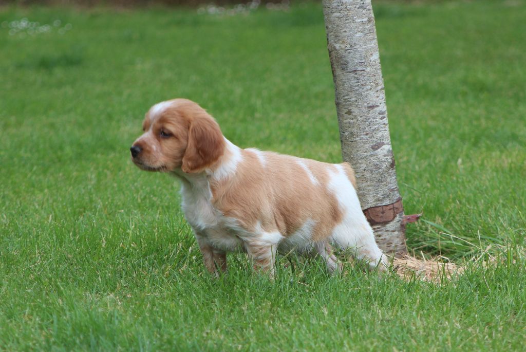 Daquilwire - Chiots disponibles - Epagneul Breton
